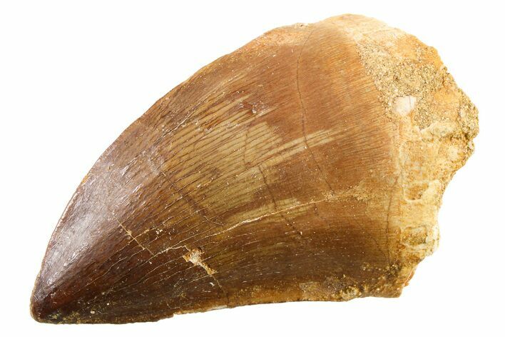 Fossil Mosasaur (Thalassotitan) Tooth - Morocco #341521